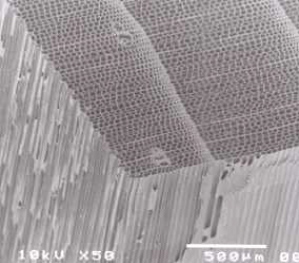 Microphotograph of wood (pine)